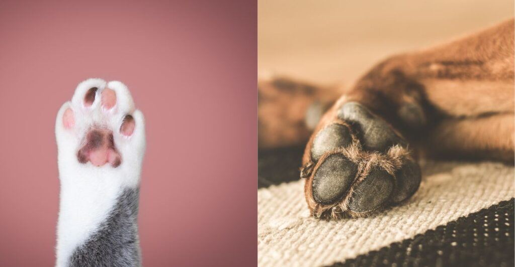 Cat Paw and Dog Paw