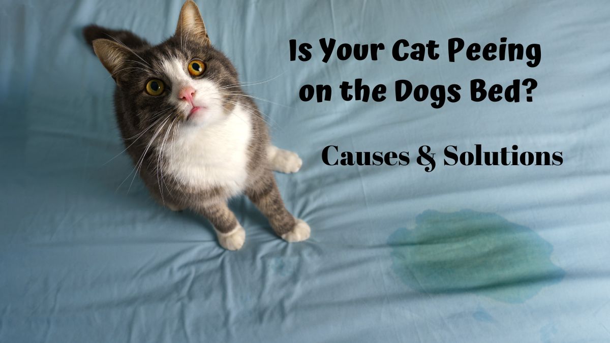 Cat standing next to a wet spot on bed - is your cat peeing on the dogs bed? Causes & Solutions