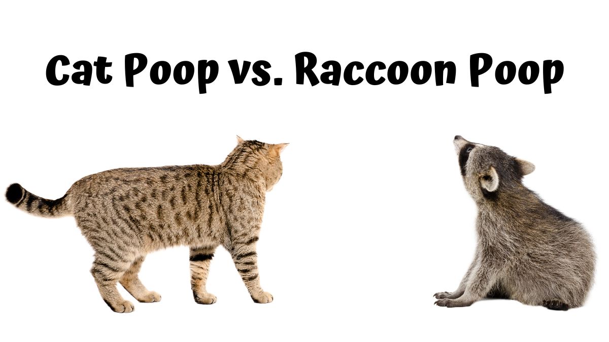A cat and raccoon on a white background - Cat Poop vs. Raccoon Poop