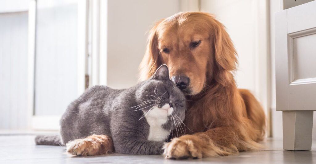 Cat and Dog lying together