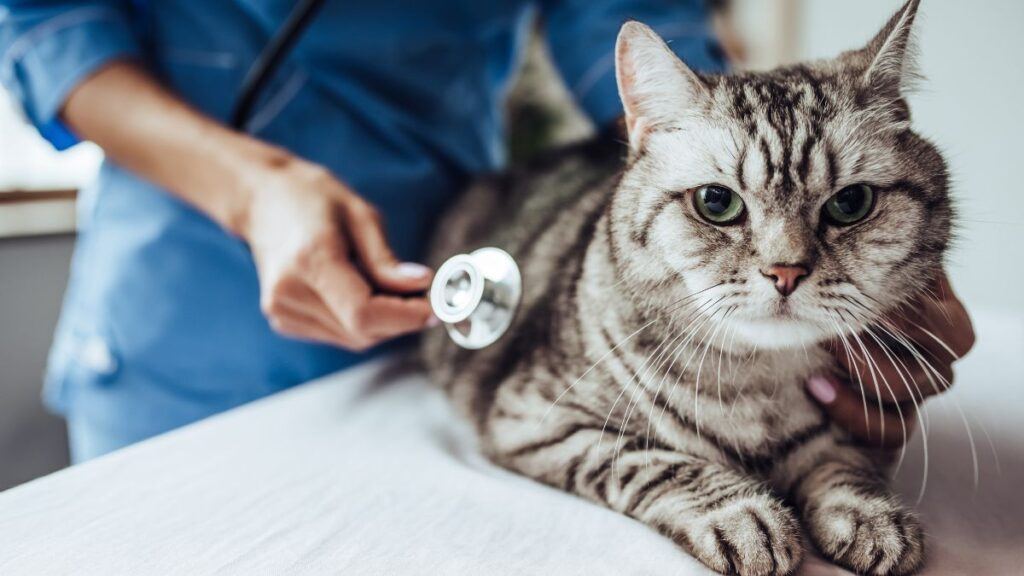 Cat being checked out with a stethoscope