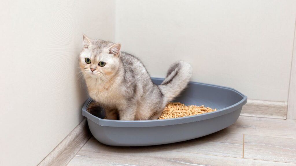 Cat going potty in litter box