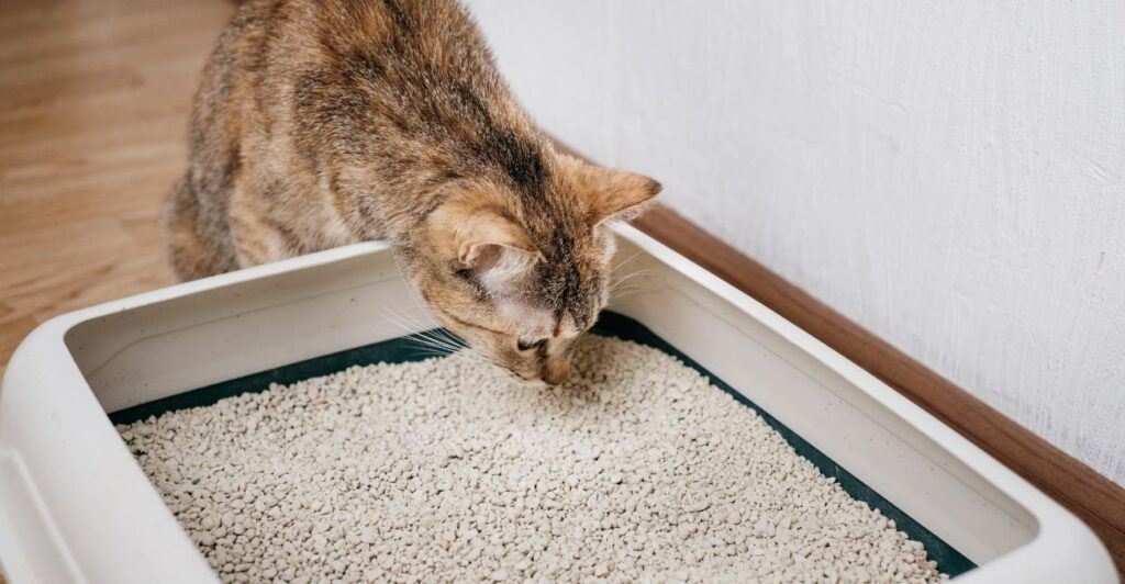 Cat sniffing a litter box