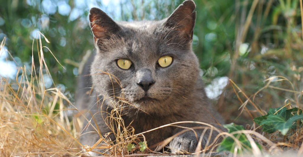 Chartreux Cat sitting in the weeds