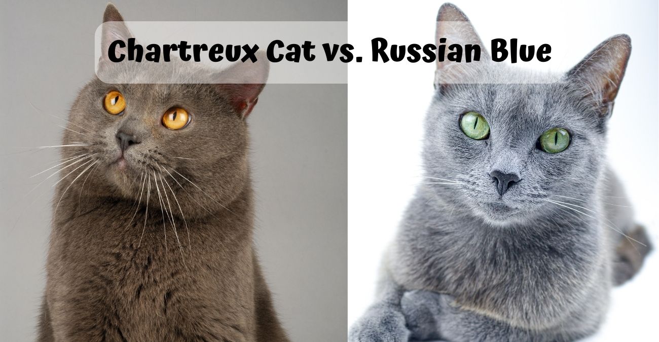 Chartreux Cat vs. Russian Blue