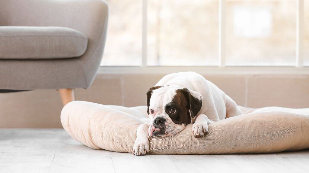 Dog in a bed