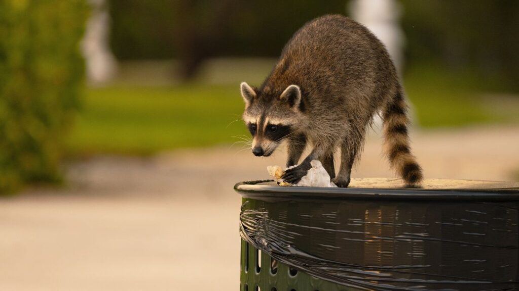 Raccoon Eating from a garbage can