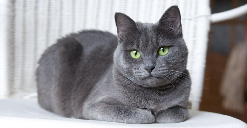 Russian Blue Cat sitting on a white chair