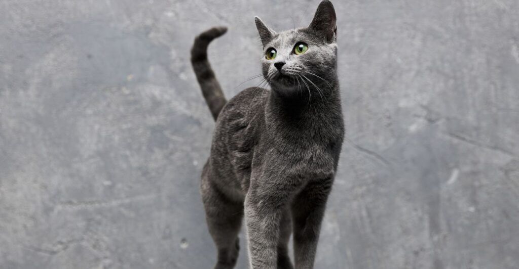 Russian Blue Cat standing with tail up