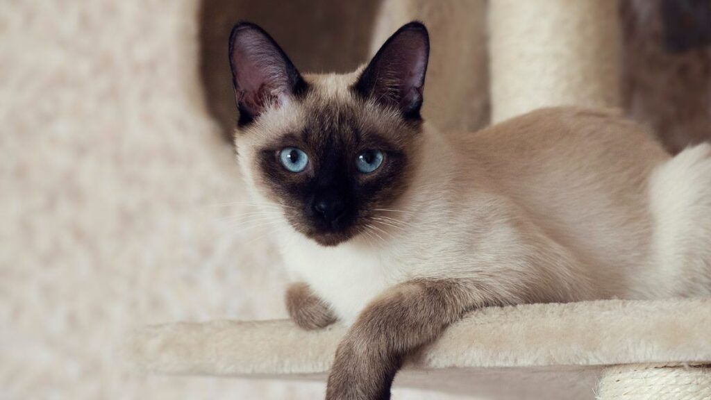 Siamese Cat 