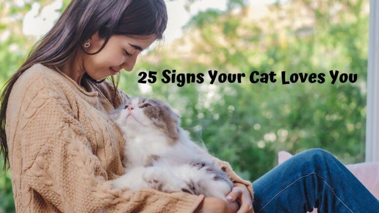 25 Signs Your Cat Loves You: How To Know Your Feline Friend Cares - Cat ...