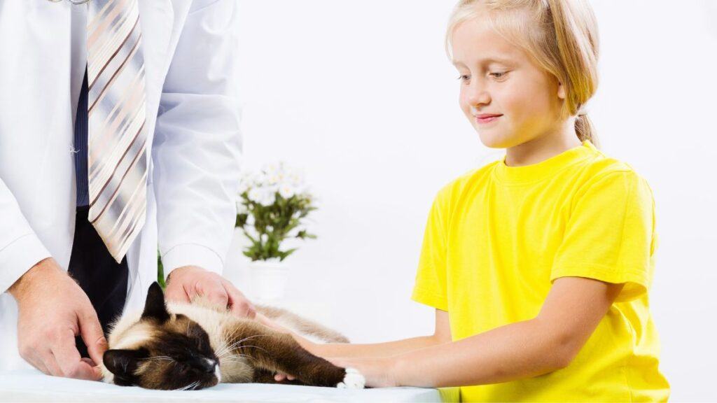 Snowshoe Cat at the vet