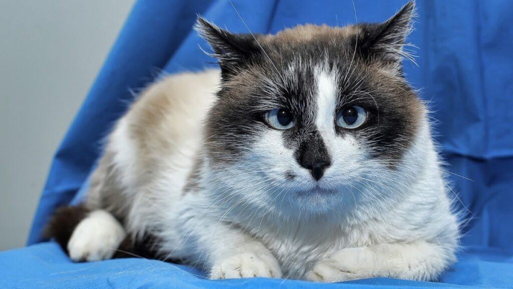 Snowshoe Cat on blue cloth