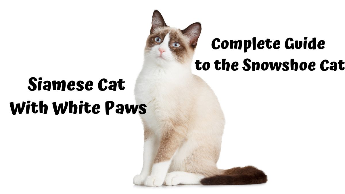 Siamese Cat With White Paws Complete Guide to the Snowshoe Cat