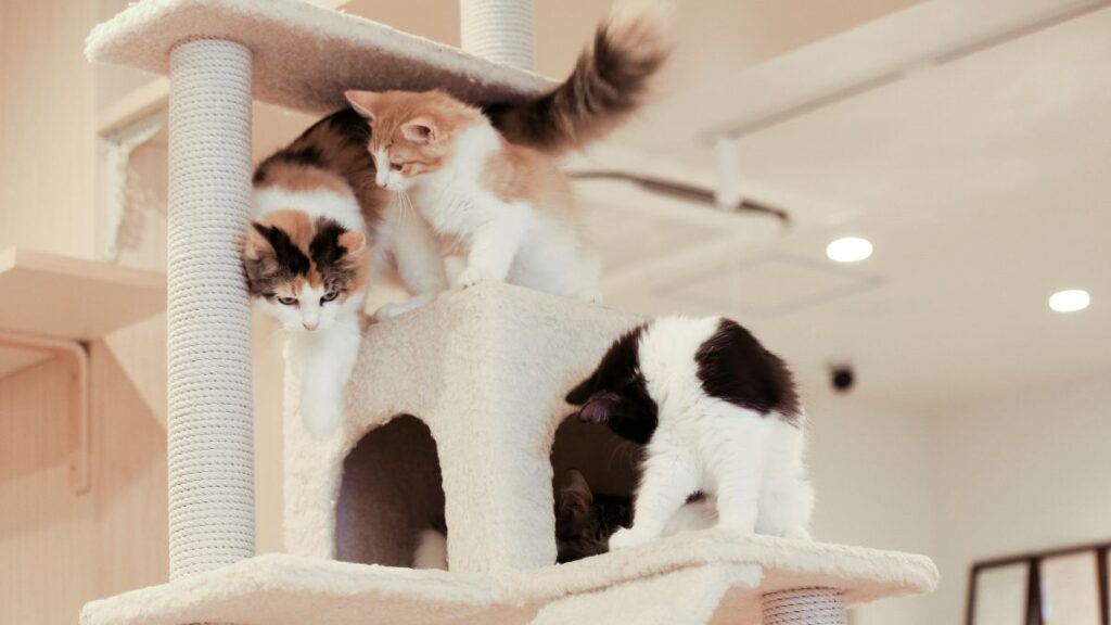 Three cats on a cat tree