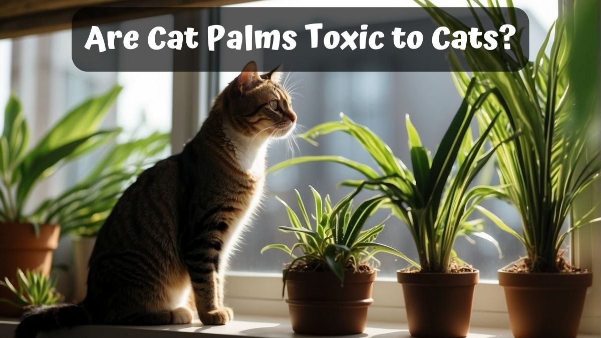 Cat smelling plants - Are Cat Palms Toxic to Cats?