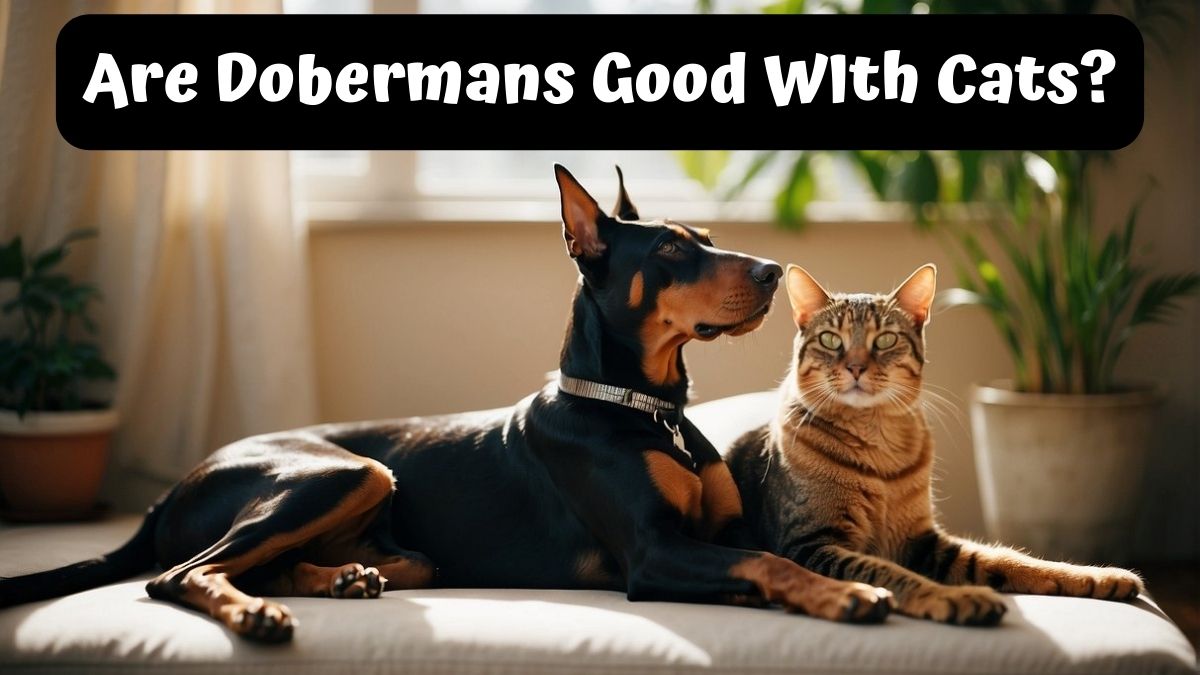 A Doberman Pinscher and a cat sitting next to each other - Are Dobermans Good With Cats