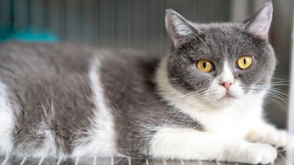 British Short Hair blue and white cat