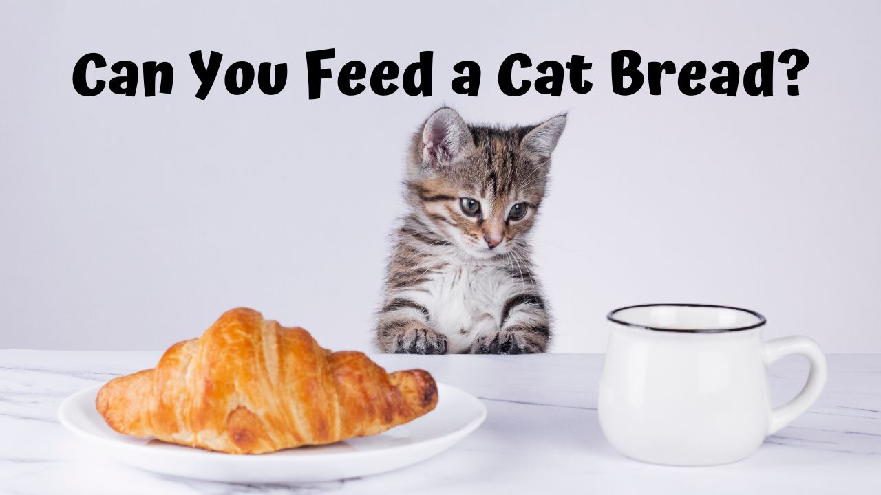 A small, adorable kitten gazes intently at a white coffee mug, positioned beside a croissant resting on a white plate. The scene poses the question: Can you feed a cat bread?