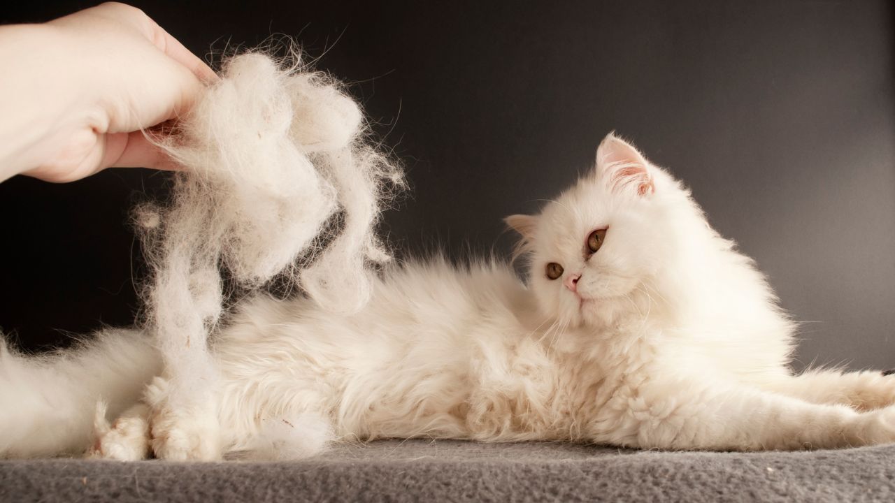 Unlock the Secrets of Feline Care: Medium vs Long Haired Cats