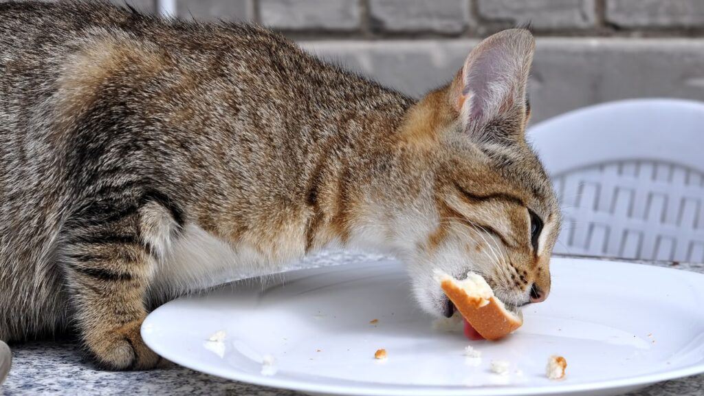 A cat is captured in the act of eating a piece of bread from a white plate, illustrating the concept of feline bread consumption.