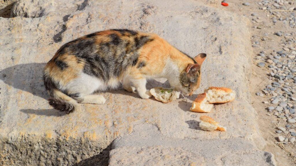 Cat eating bread on a sidewalk