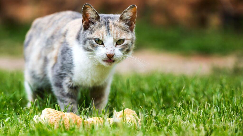 Cat eating bread outside on the grass