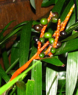 Cat palm growing seeds