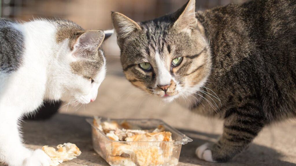 Cats eating bread outside