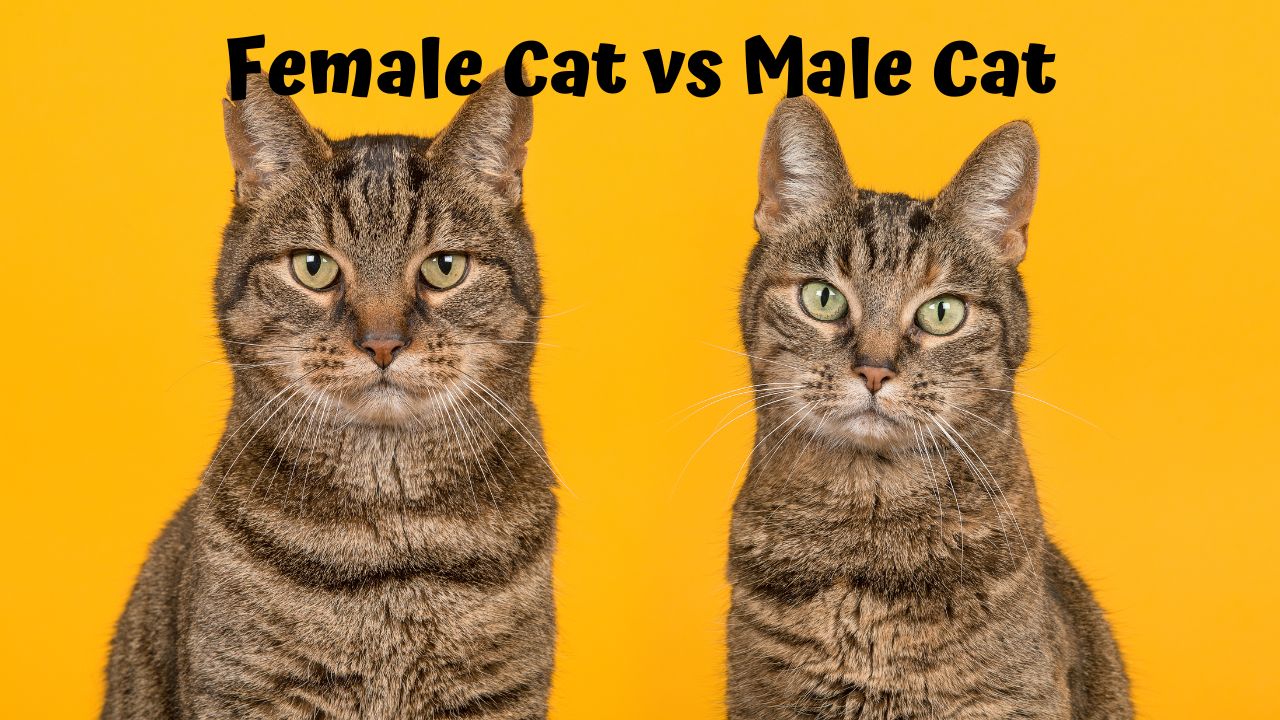 Male and female tabby cats side by side, gazing intently at the camera, set against a vibrant yellow background