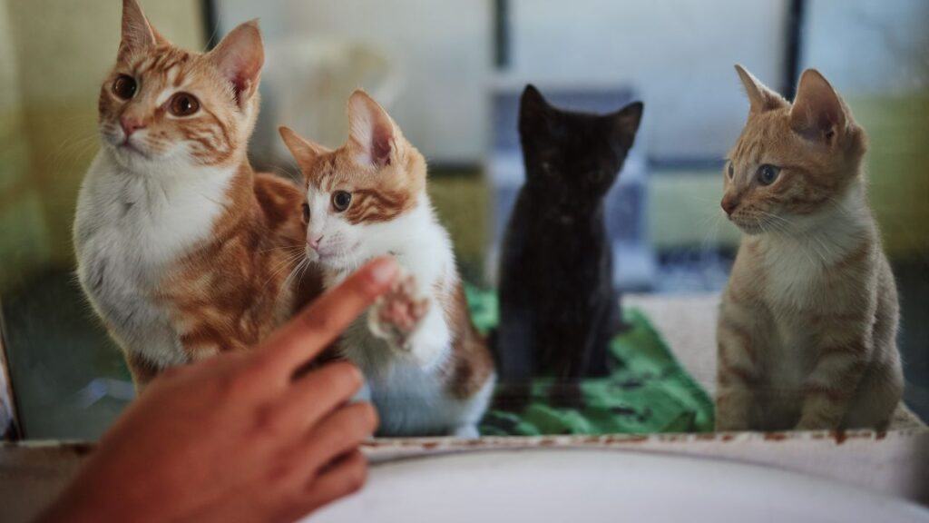 Four kittens at an animal shelter