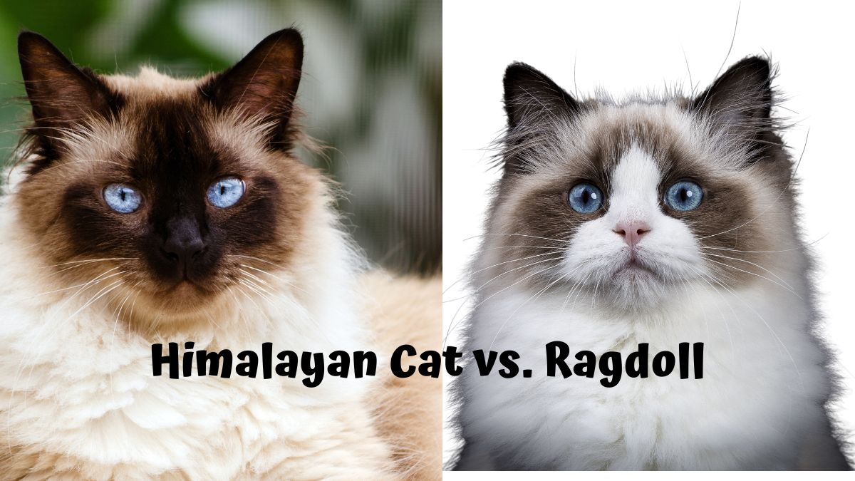 Himalayan Cat vs. Ragdoll