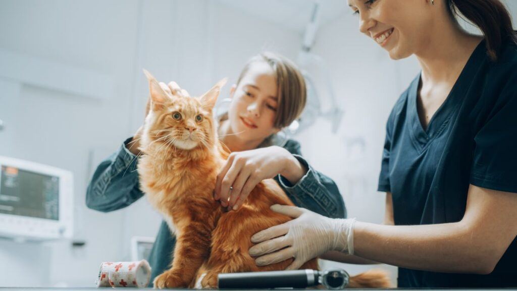 Maine Coon Cat Being Checked Out at the vet