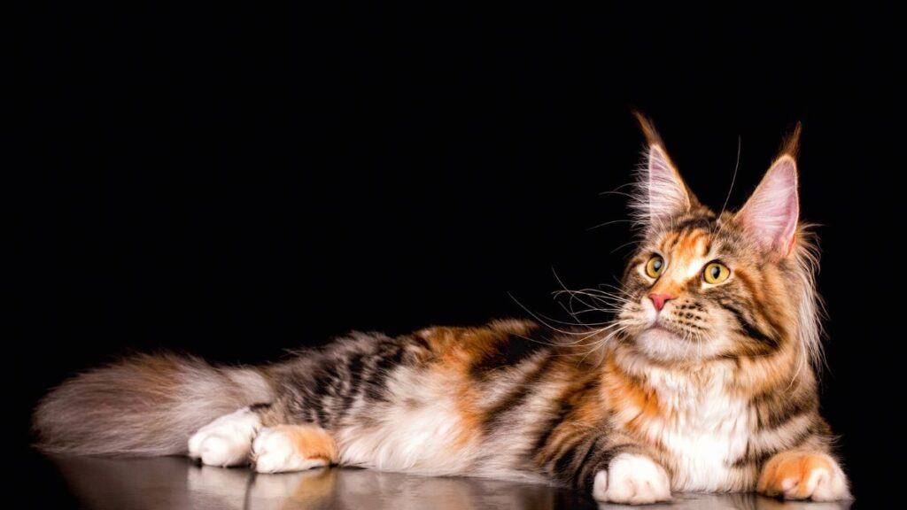 Maine Coon Cat Lying Down