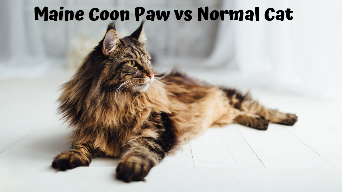 Maine Coon Cat lying down - Maine Coon Paw vs Normal Cat