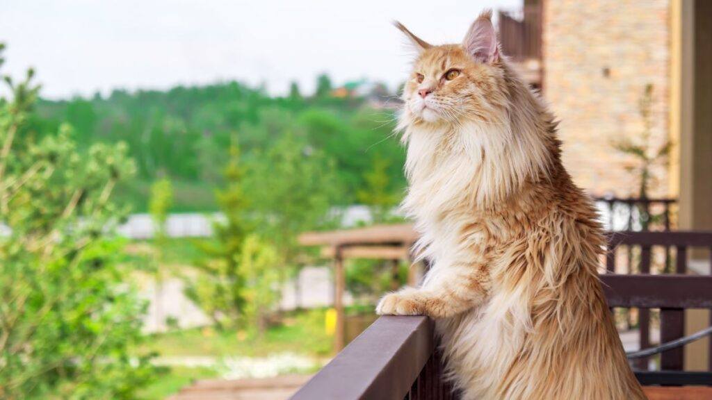 Maine Coon Standing