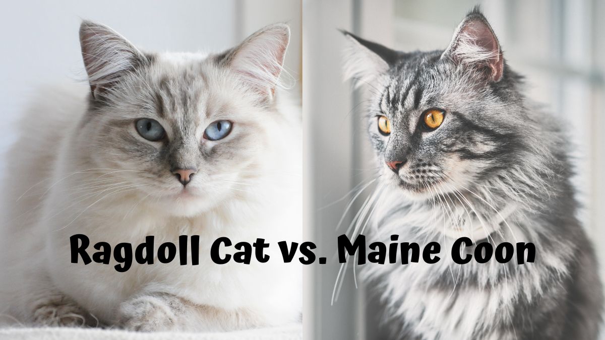 Ragdoll and Maine Coon Cats