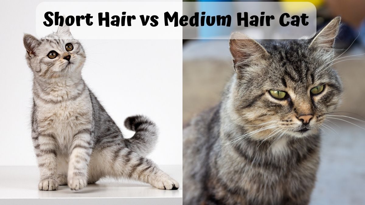 Short hair kitten next to a tabby cat - Short Hair vs Medium Hair Cat