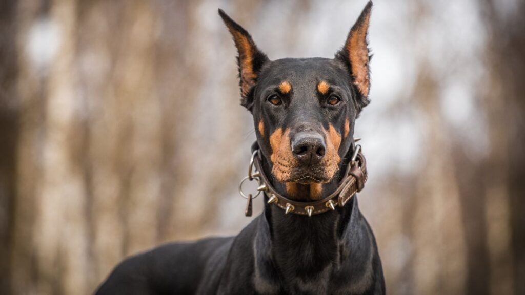 Staring Doberman Pinscher wearing a studded collar