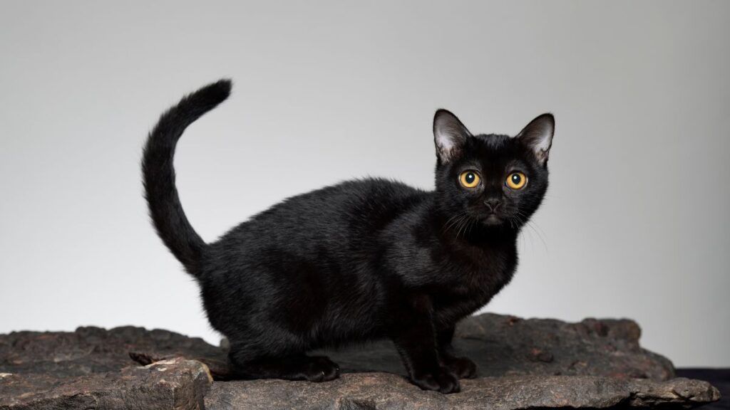 American Bombay Cat with tail up