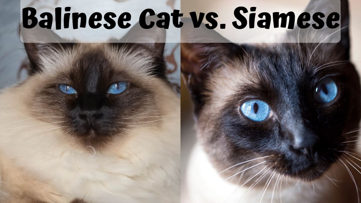 Close up of a Balinese and Siamese Cat