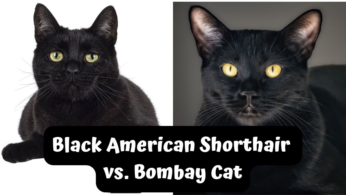 Black American Shorthair and Bombay Cat