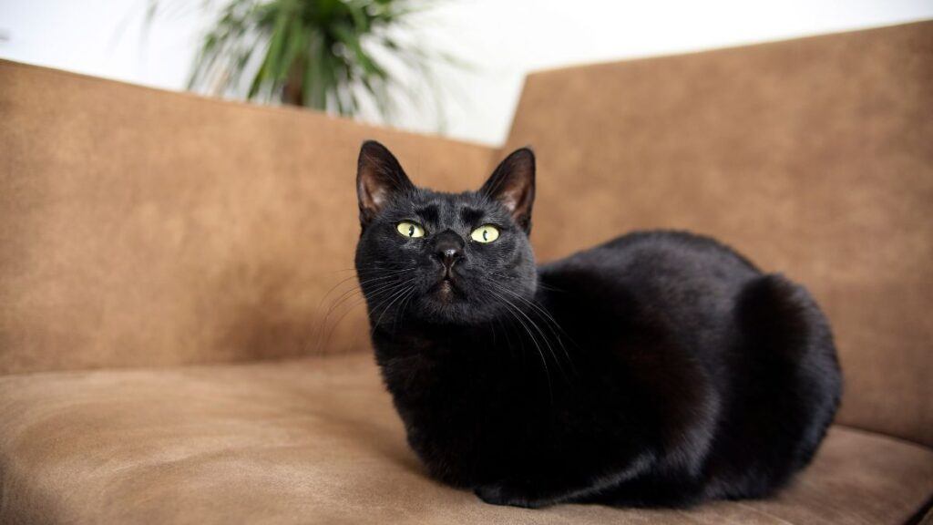 Bombay Cat lying on couch