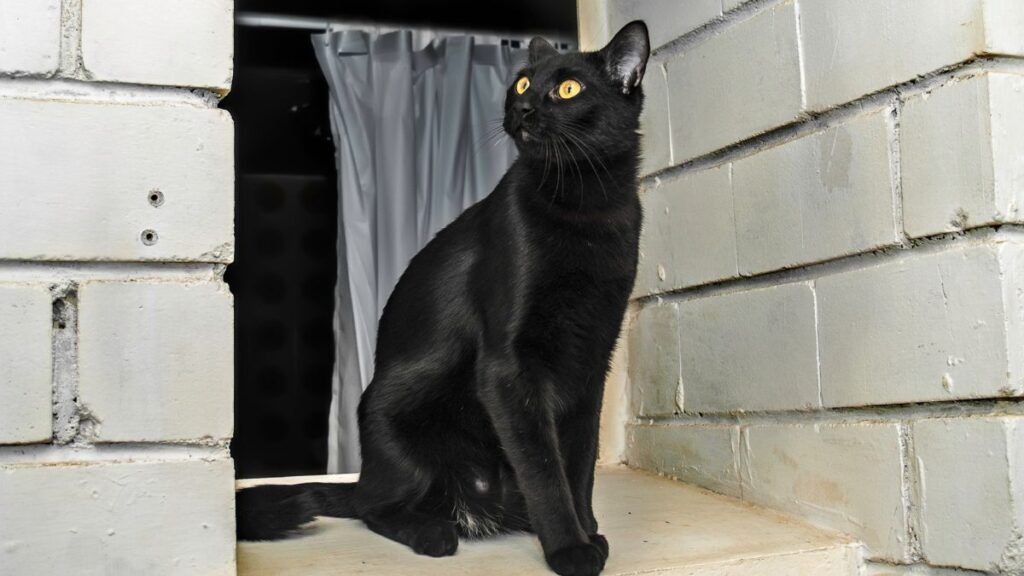 Bombay Cat Sitting in a window well