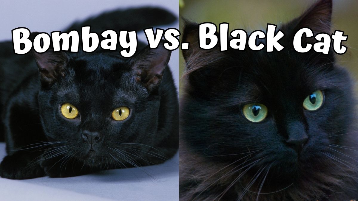 Bombay cat next to a black cat