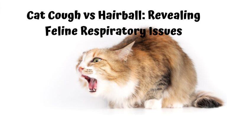 Thumbnail for Cat Displaying Symptoms Of Feline Cough