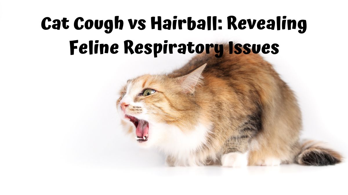 Cat coughing on a white background - Cat Cough vs. Hairball