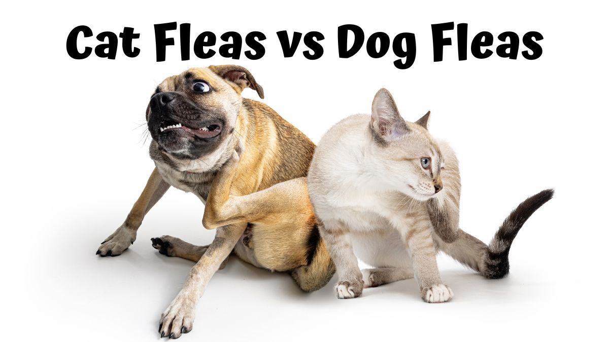 Dog and Cat scratching themselves - Cat Fleas vs Dog Fleas