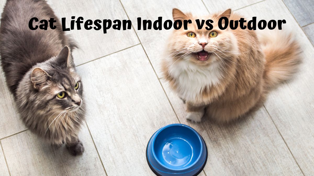 Two cats at a food dish - Cat Lifespan Indoor vs Outdoor