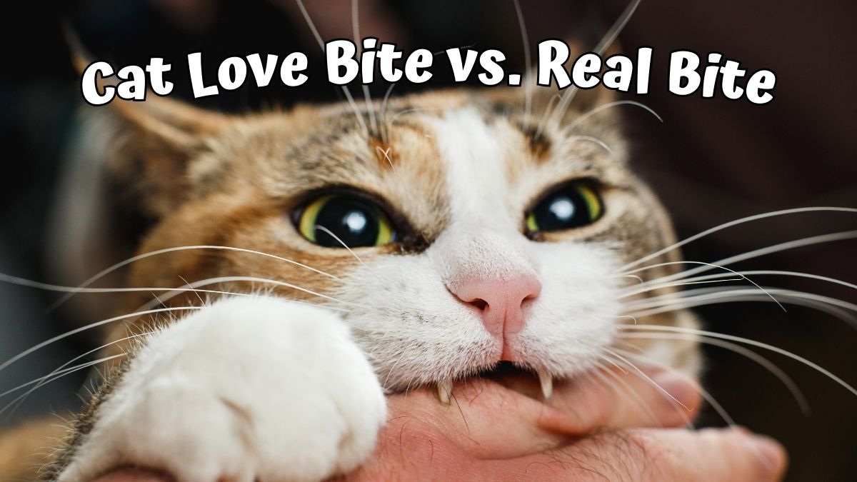 Cat biting a persons hand - Cat Love Bite vs Real Bite